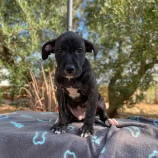 Atom