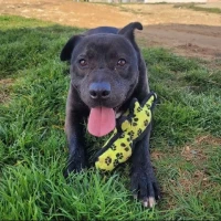 Adopta a Grinch