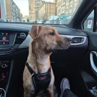 Adopta a Rex