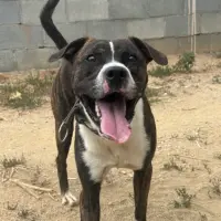 Adopta a Hiro