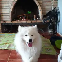 Adopta a Yak