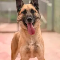 Adopta a Danko