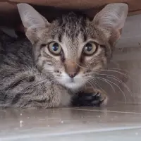 Adopta a Fira