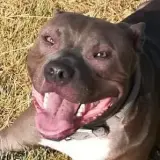 Adopta a Thor