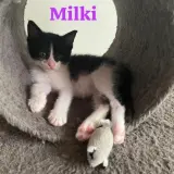 Adopta a Milky  Cachorro, Tlf 645978718