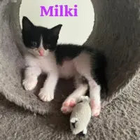 Adopta a Milky  Cachorro, Tlf 645978718