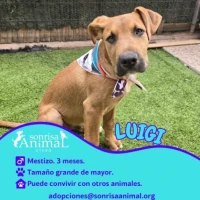 Adopta a Luigi