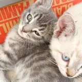 Adopta a Gris
