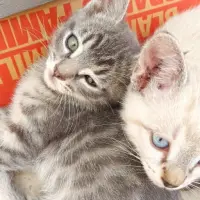 Adopta a Gris