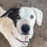 Adopta a Romeo