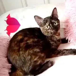 Kitty