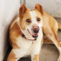 Adopta a Garra