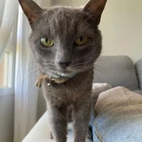 Adopta a Bartolo