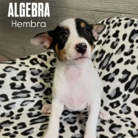 Adopta a Algebra