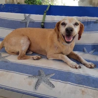 Adopta a Tyron