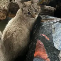 Adopta a Logan Y Lince