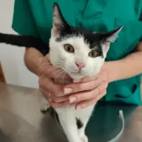 Adopta a Ángel
