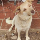 Adopta a Terry (Labradora)