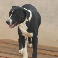 Adopta a Bobi