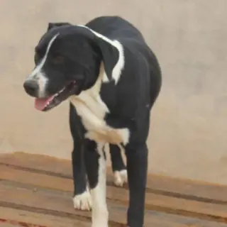 Bobi