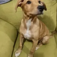 Adopta a Goldie