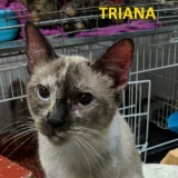 Adopta a Triana