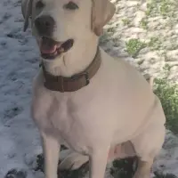 Adopta a Rony