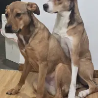 Adopta a Horus Y Trufa