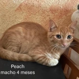 Adopta a Peach