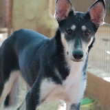 Adopta a Kairi