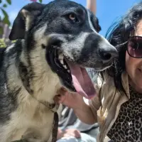 Adopta a Scooby