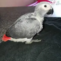 Adopta a Rosei