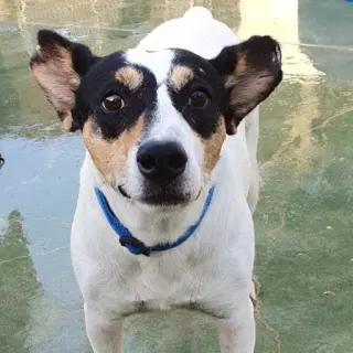 Rodolfo