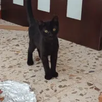 Adopta a Miquelangelo, Cachorro Gatito Tlf 645978718