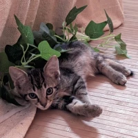 Adopta a Pessic