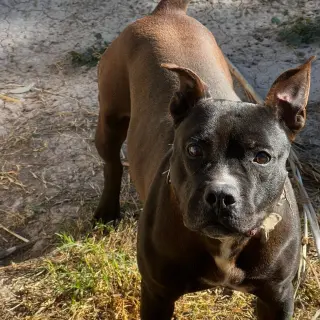 Kenia