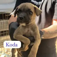 Adopta a Koda
