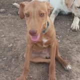 Adopta a Onix