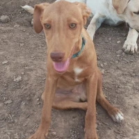 Adopta a Onix