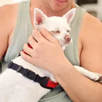 Adopta a Tito