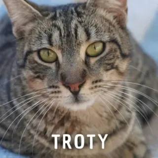 Troty