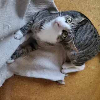 Xena