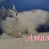 Adopta a Ambar