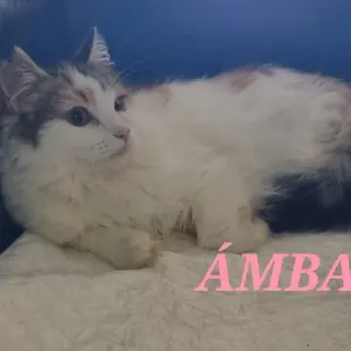 Ambar