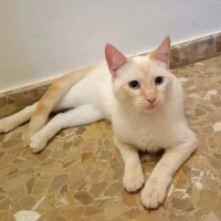 Adopta a Jerry