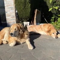 Adopta a Tarzán E Iker