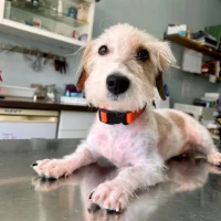 Adopta a Marisol