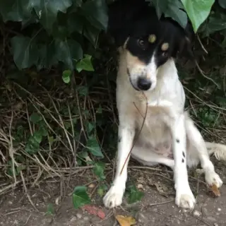 Bimba