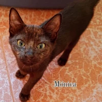 Adopta a Monica