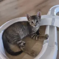 Adopta a Misiflu